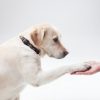 ガン探知犬すごい早期発見できる?!
