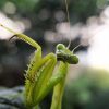 香川照之の昆虫すごいぜが5月5日に第2弾!!