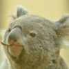 東山動物園の料金や止める場所などはここ!!