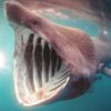 2017年5月メガマウスは地震の前兆なのか?