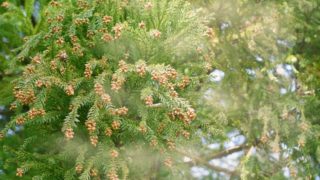 花粉症2018年 予測と花粉に負けない対策は?