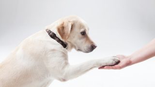 ガン探知犬すごい早期発見できる?!
