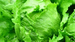 食物繊維ベスト20と効能と働きは?