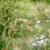 花粉症2018年 予測と花粉に負けない対策は?
