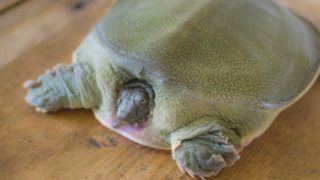 スッポンの効果は男だけではなく女性にも嬉しい成分が豊富